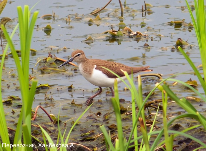 Перевозчик, Ханбекова А.