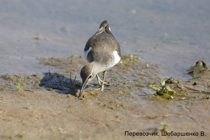 Перевозчик, Шебаршенко В. (1)
