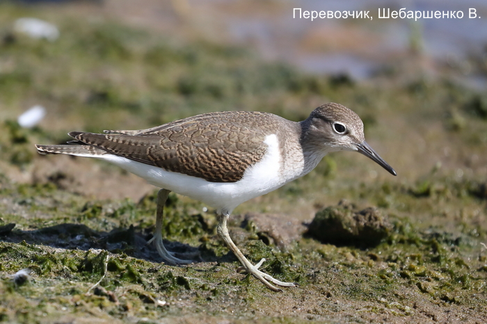 Перевозчик, Шебаршенко В. (2)