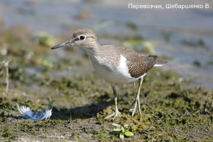 Перевозчик, Шебаршенко В. (3)