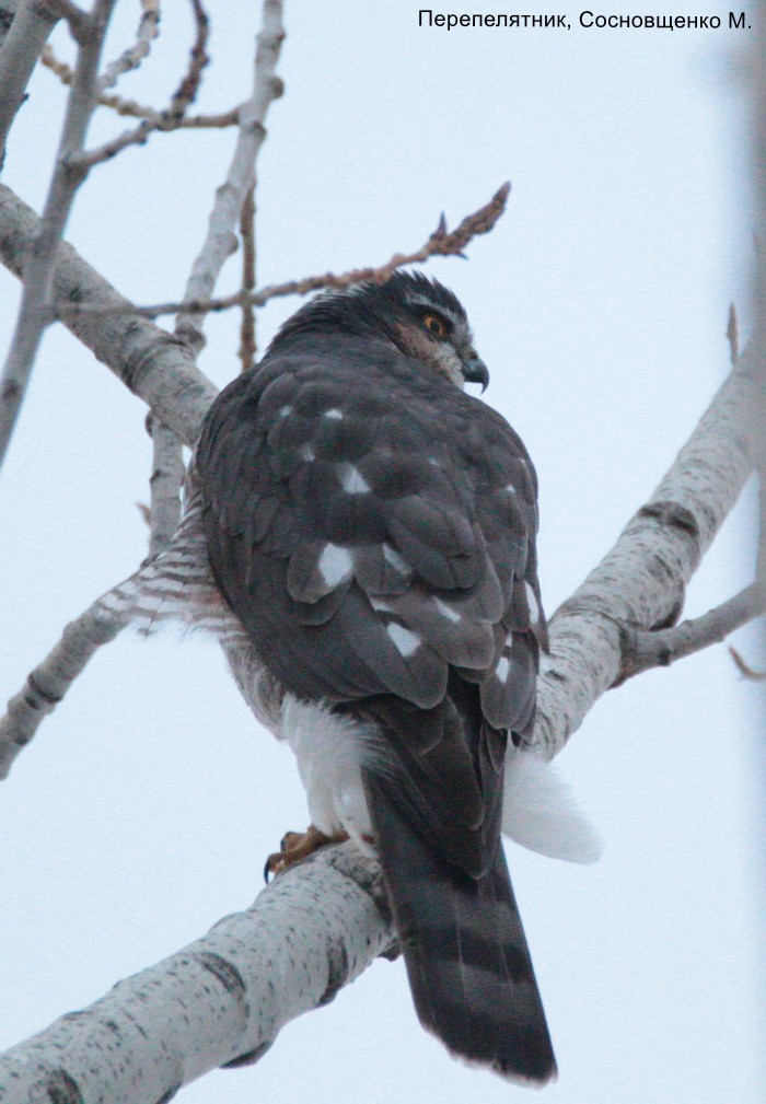 Перепелятник, Сосновщенко М.
