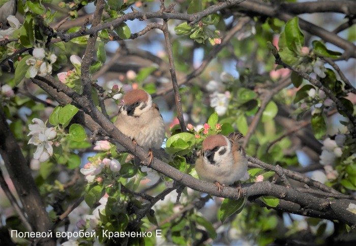 Полевой воробей, Кравченко Е