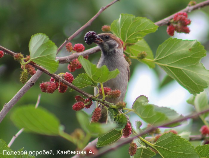 Полевой воробей, Ханбекова А.