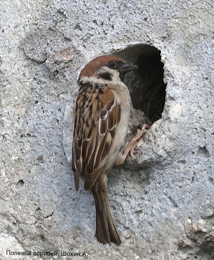 Полевой воробей, Шохин А.