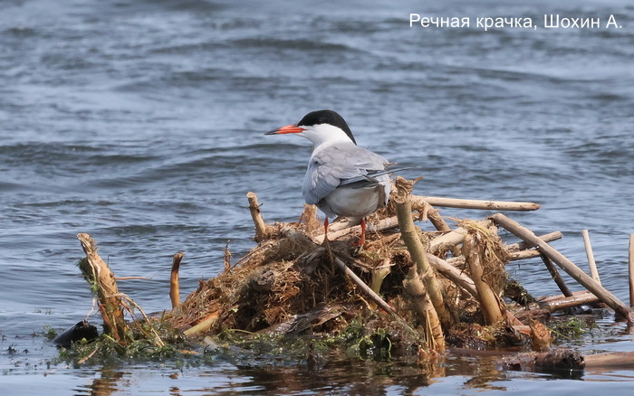 Речная крачка, Шохин А.