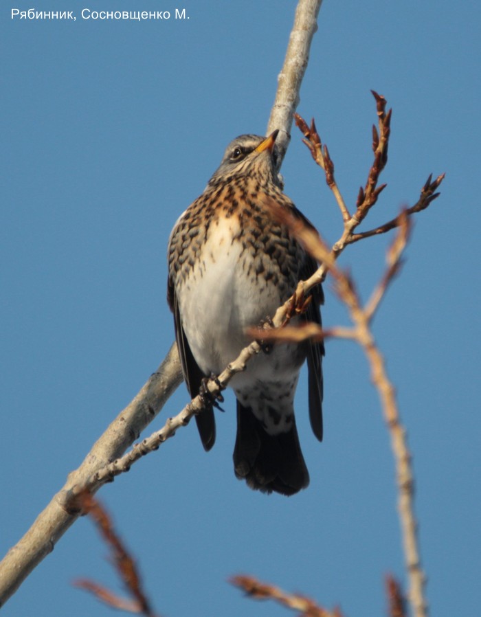 Рябинник, Сосновщенко М.