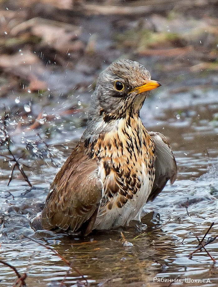 Рябинник, Шохин А. (1)