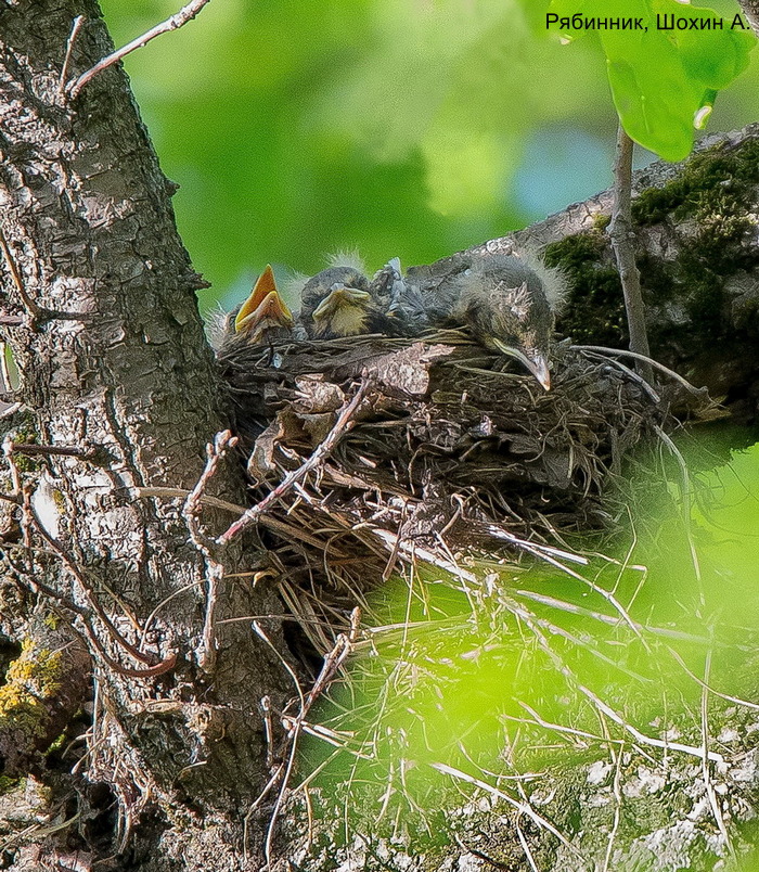 Рябинник, Шохин А. (2)