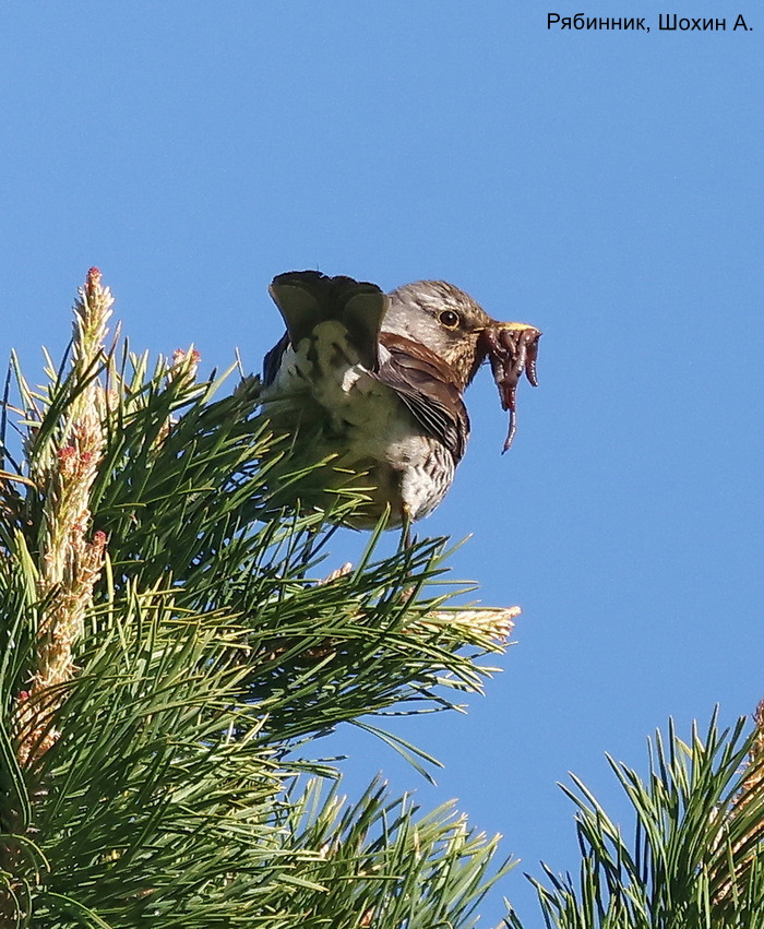 Рябинник, Шохин А.