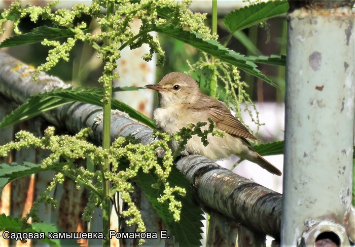 Садовая камышевка, Романова Е.