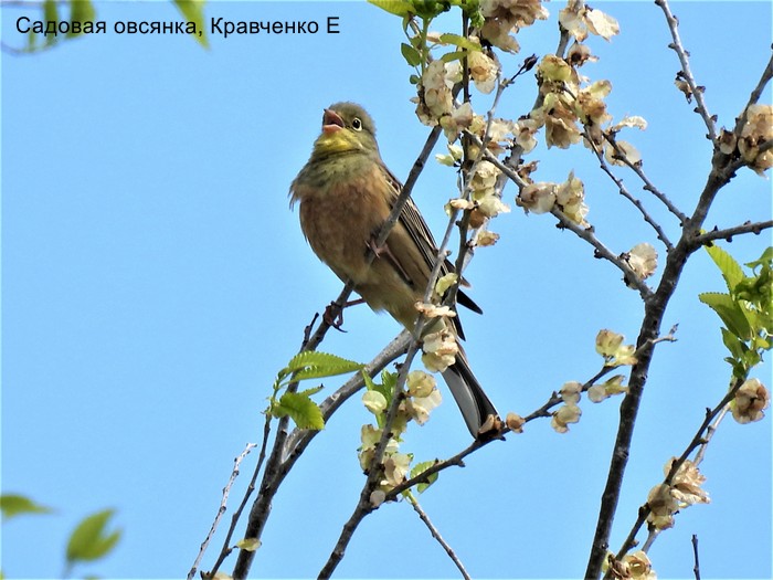 Садовая овсянка, Кравченко Е