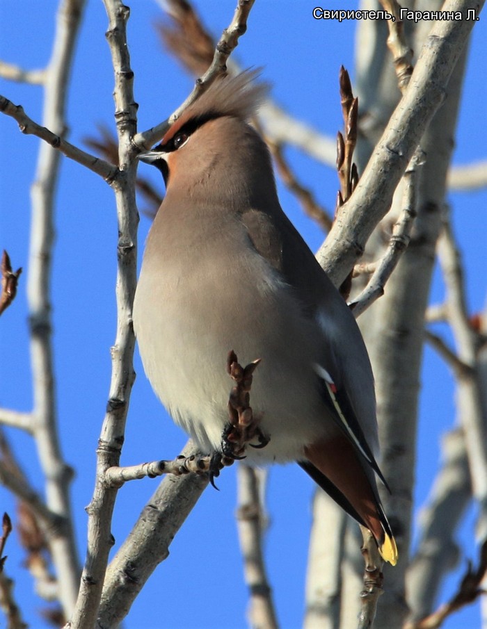 Свиристель, Гаранина Л.