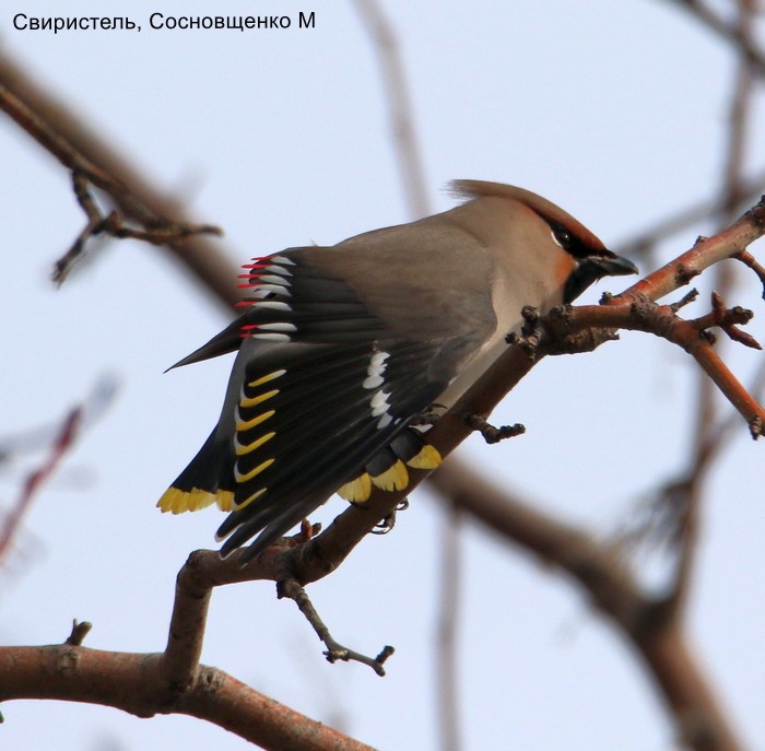 Свиристель, Сосновщенко М.