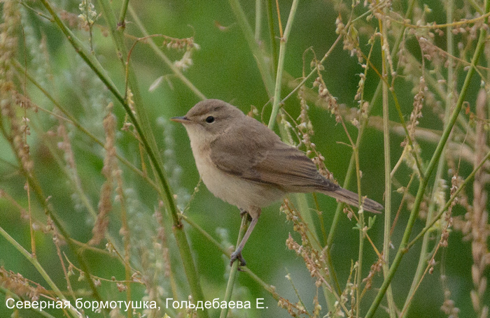 Северная бормотушка, Гольдебаева Е.