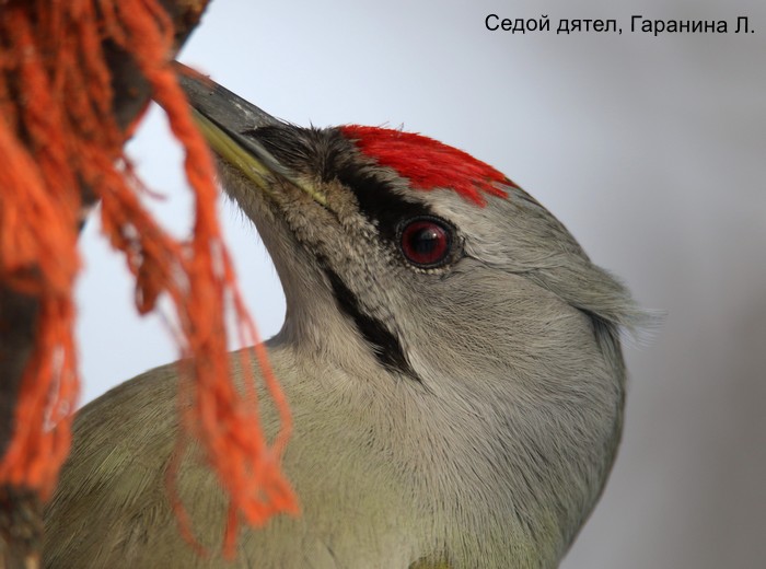Седой дятел, Гаранина Л. (2)