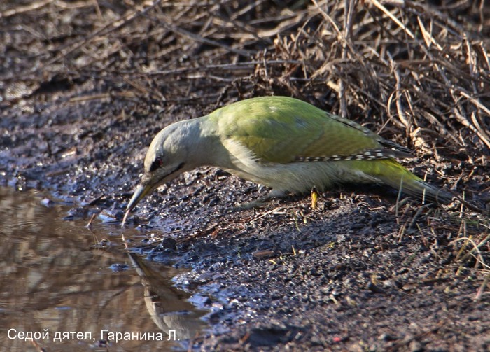 Седой дятел, Гаранина Л.