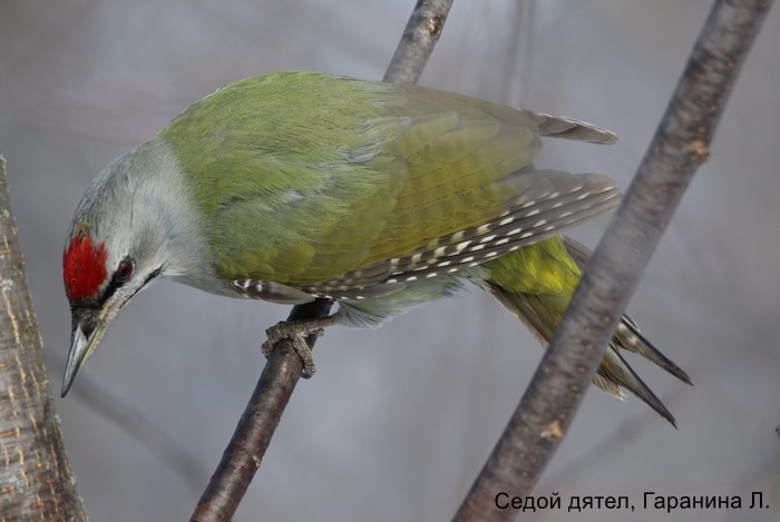Седой дятел, Гаранина Л.(1)