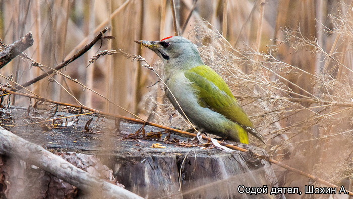 Седой дятел, Шохин А.