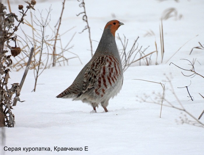 Серая куропатка, Кравченко Е