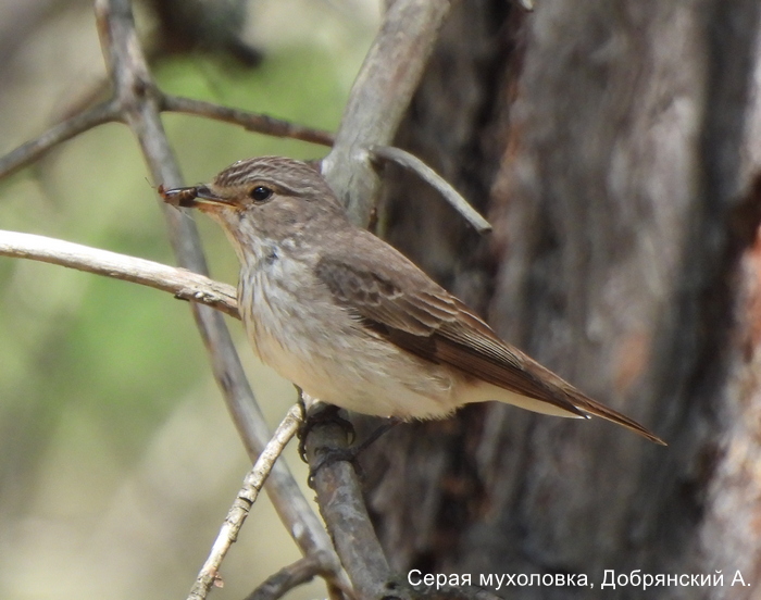 Серая мухоловка, Добрянский А.