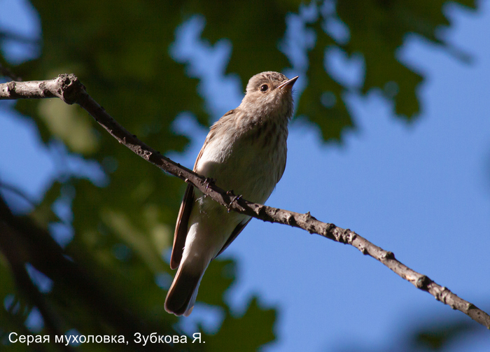Серая мухоловка, Зубкова Я.