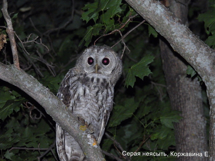 Серая неясыть, Коржавина Е.
