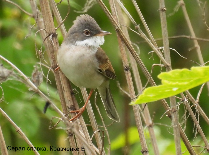 Серая славка, Кравченко Е