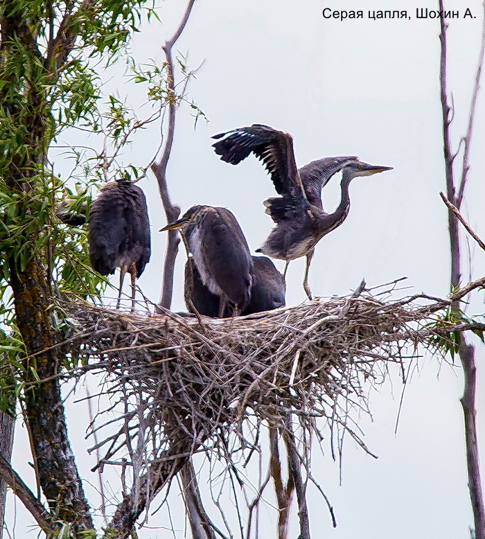 Серая цапля, Шохин А. (2)