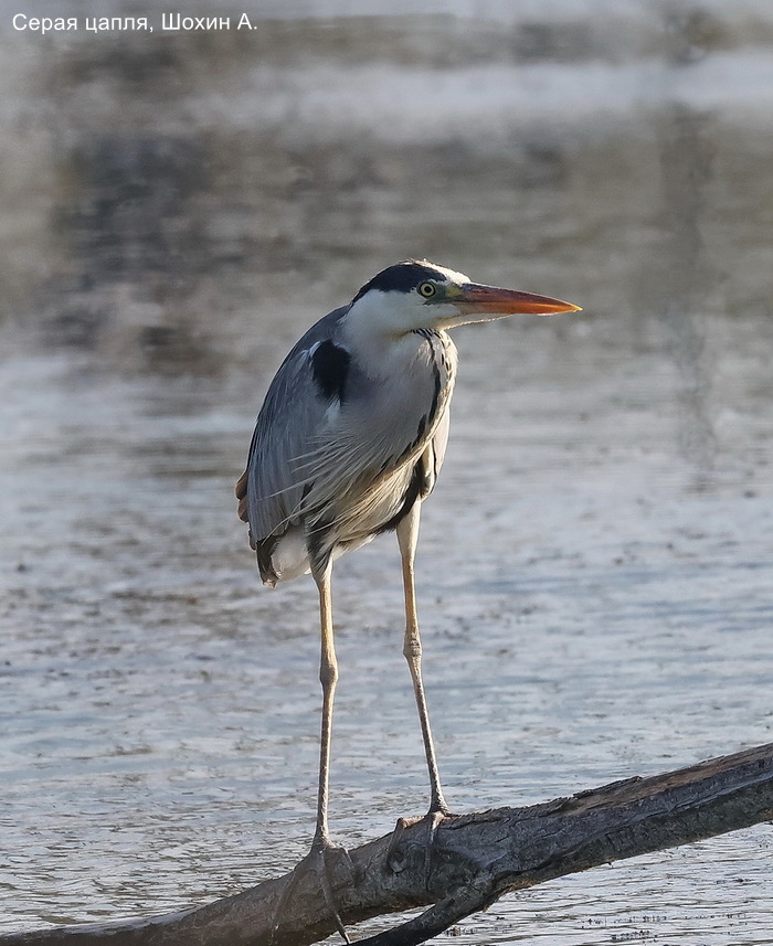 Серая цапля, Шохин А.