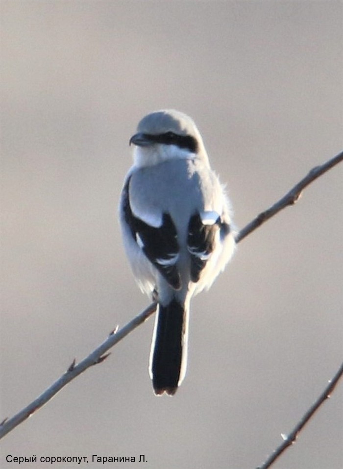 Серый сорокопут, Гаранина Л.