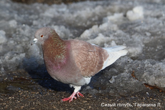 Сизый голубь, Гаранина Л.