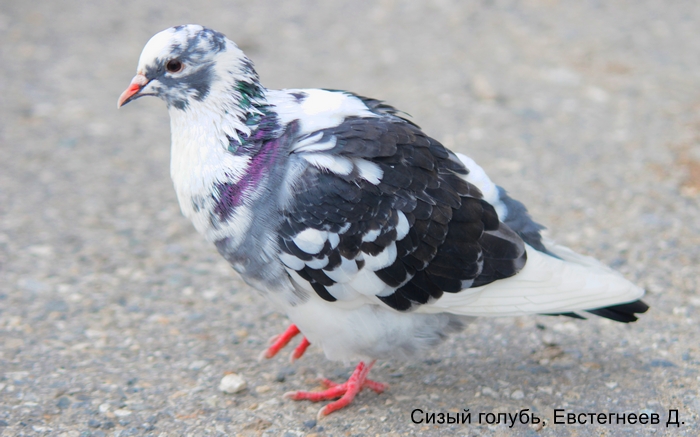 Сизый голубь, Евстегнеев Д.