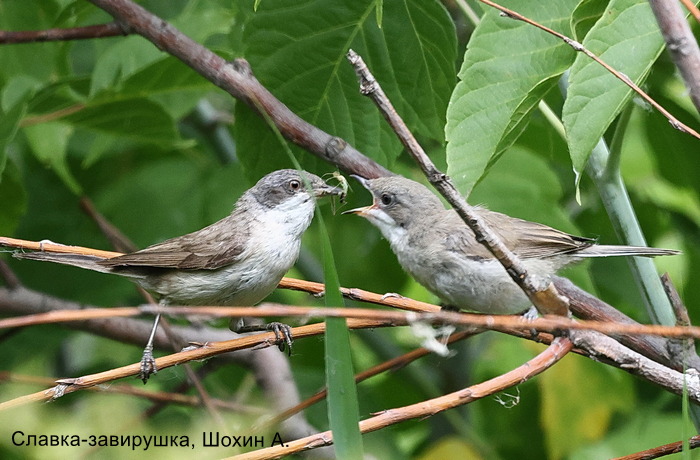 Славка-завирушка, Шохин А.