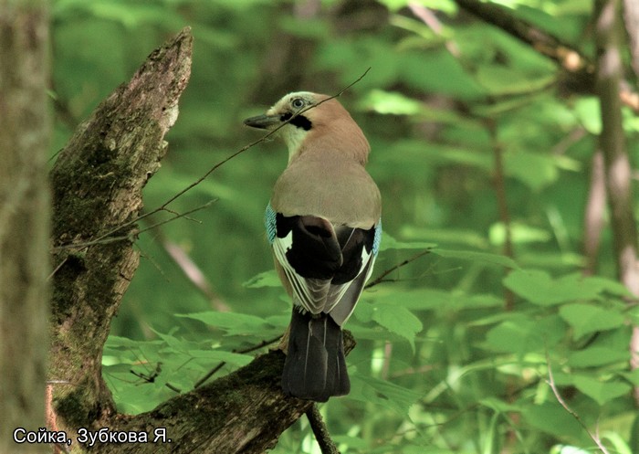 Сойка, Зубкова Я.