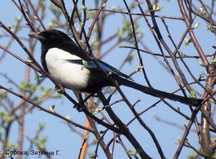 Сорока, Зяткина Г.