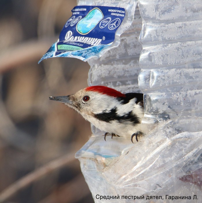 Средний пестрый дятел, Гаранина Л. (2)