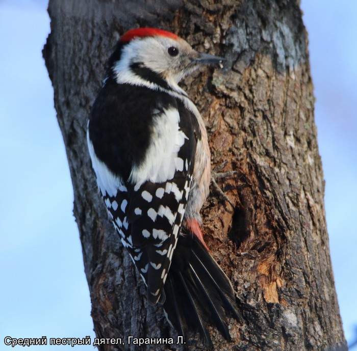 Средний пестрый дятел, Гаранина Л.
