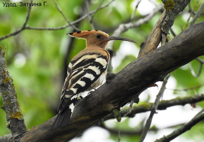 Удод, Зяткина Г.