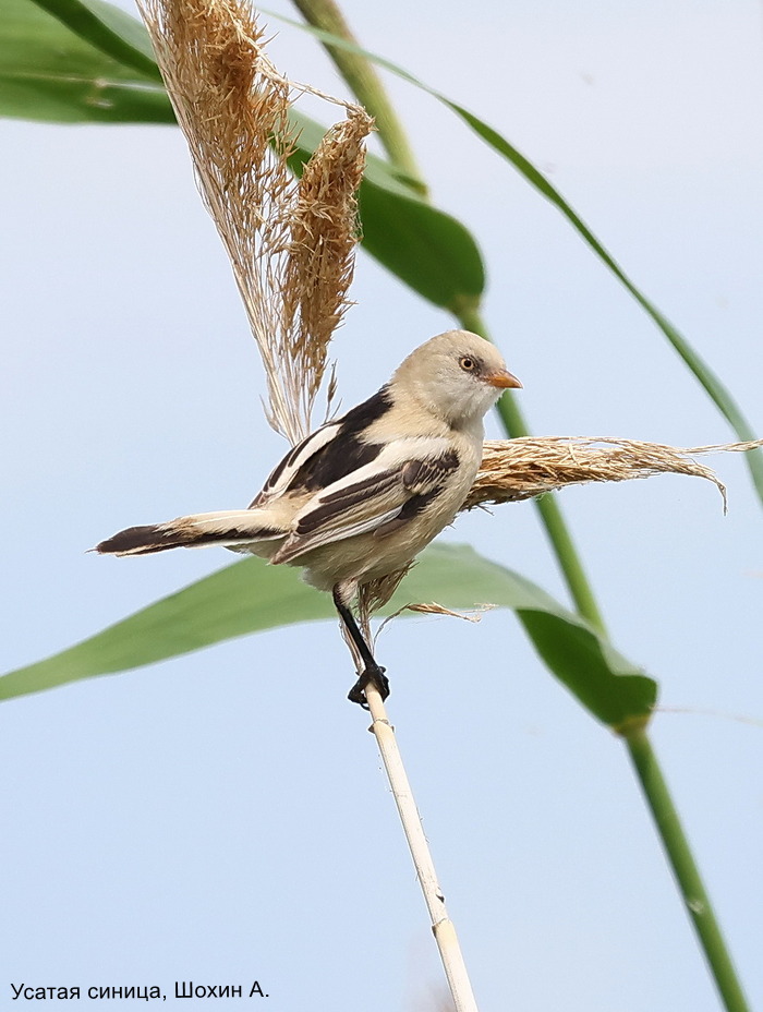 Усатая синица, Шохин А.