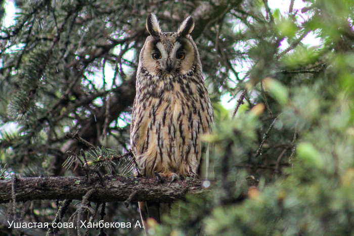 Ушастая сова, Ханбекова А. (2)
