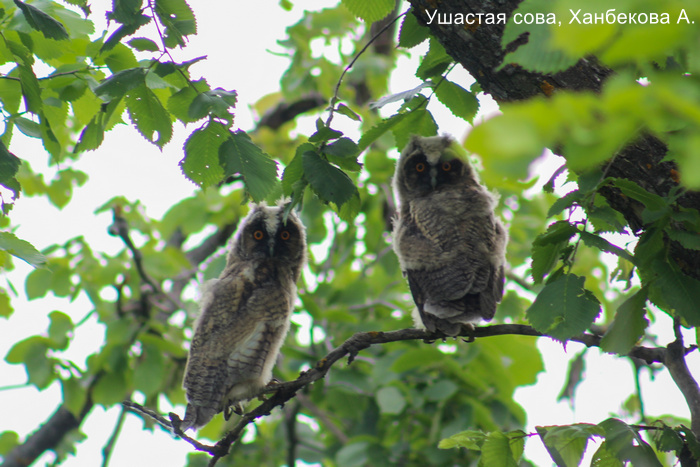 Ушастая сова, Ханбекова А.