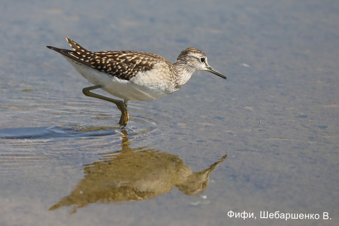 Фифи, Шебаршенко В (1)