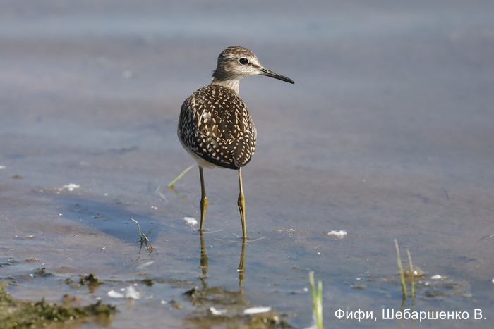 Фифи, Шебаршенко В. (2)