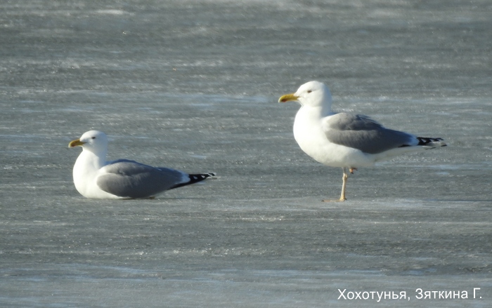 Хохотунья, Зяткина Г.