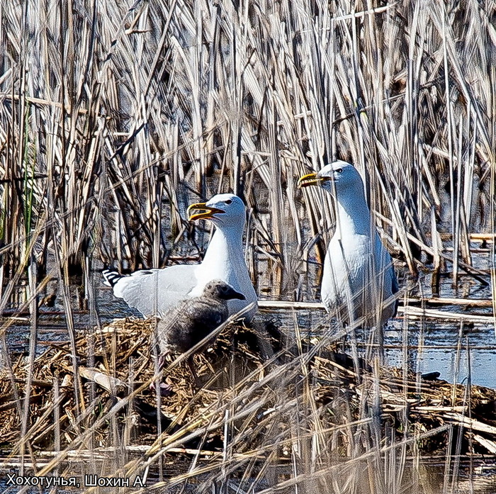Хохотунья, Шохин А.