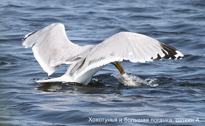 Хохотунья и большая поганка, Шохин А. (1)