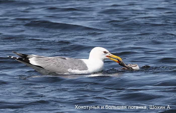 Хохотунья и большая поганка, Шохин А. (2)
