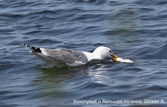 Хохотунья и большая поганка, Шохин А. (3)