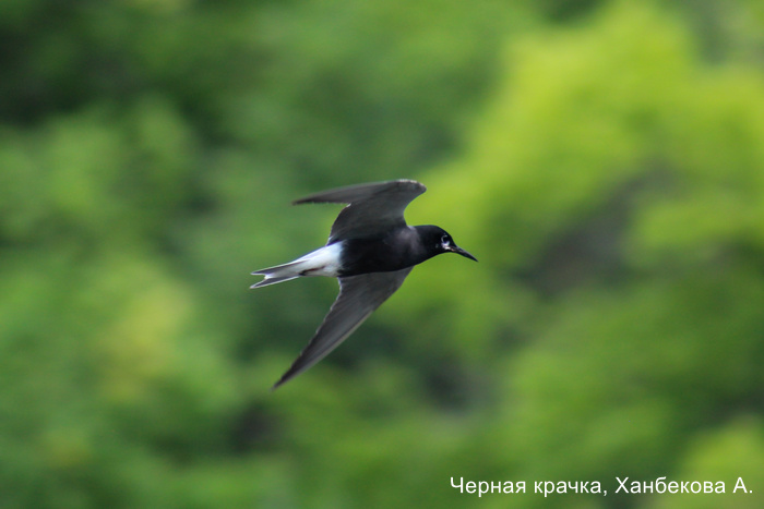 Черная крачка, Ханбекова А.