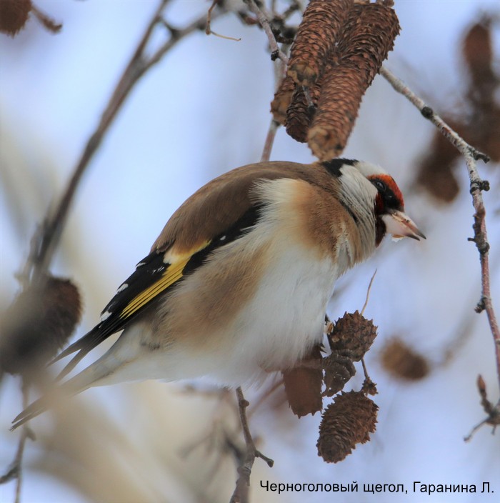 Черноголовый щегол, Гаранина Л.